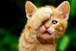 Неожиданная реакция кота на "невидимый челлендж" (видео)