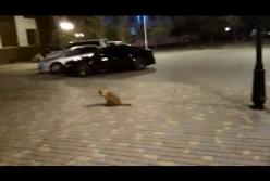 По улице Одессы гулял растерянный львенок (видео)