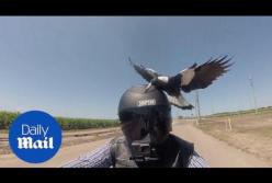 Мотоциклетный шлем отлично спасает от злобных птиц (видео)