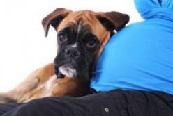 Злой пес кидается на каждого, кто приближается к его беременной хозяйке: вот это охрана! (видео)