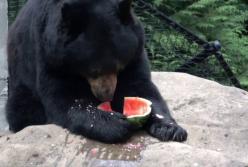 Оказывается, животные тоже ждут сезон спелых арбузов (видео)