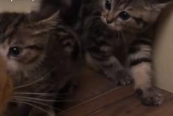 Котята испугались взрослой кошки (видео)