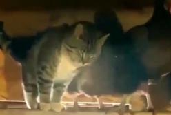 Конфликт в курятнике: кот «бодался» с курицами и развеселил Сеть (видео)