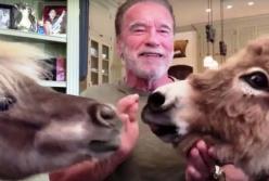 Шварценеггер поздравил с днем рождения своего осла (видео)