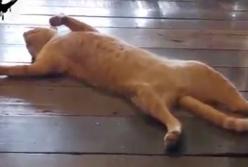 Наглый кот притворился мертвым прямо посреди ресторана (видео)