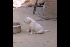 Щенок, копирующий крик петуха, взорвал Интернет (видео)