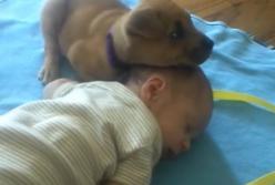 Наглый щенок уснул прямо на голове у спящего младенца (видео)