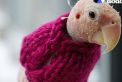 Голый птенец: потерял все перья, но у него теперь много ярких свитеров (видео)