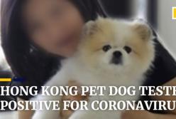 Единственная собака в мире, заразившаяся COVID-19, умерла после карантина (видео)