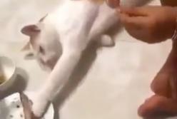 Хитрая кошка притворилась спящей и украла кусок рыбы прямо из тарелки хозяйки (видео)