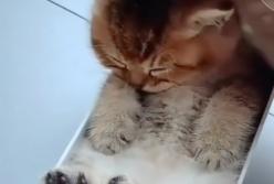 Кот-доброволец сам моется в ванной: невиданное зрелище (видео)