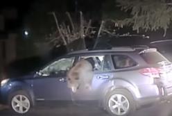 Медведь залез в автомобиль и застрял (видео)