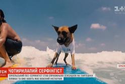 Пес-серфингист стал звездой пляжа (видео)