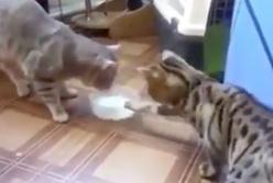 "Драки не будет!" Два кота лапами забирают друг у друга миску молока (видео)