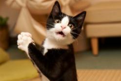 Забавный кот ловит мышку в телевизоре: очень прикольные кадры с животными! (видео)