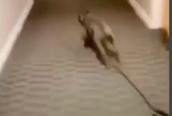 Свободолюбивый пес сбежал от хозяина и рассмешил Сеть (видео)