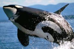 Как плачет кит-убийца: кадры спасения касатки (видео)