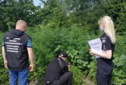 На Луганщине уничтожили тысячи кустов конопли (видео)