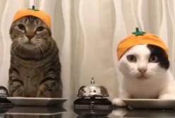 Хозяева научили кошек просить еду при помощи звонка (видео)