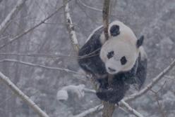 Сеть покорило видео панды, которая кувыркается в снегу (видео)