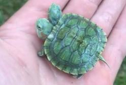 Черепашка с двумя головами и одним панцирем (видео)