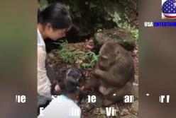 Обезьяна ударила кормившую ее девочку (видео)