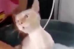 Кот притворился мертвым, когда его начали купать (видео)