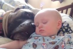 Маленький ребенок копирует собаку: они ведь друзья (видео)