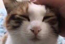 Кот внезапно уснул (видео)
