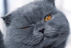 Наглая морда: что творится в голове у котов (видео)