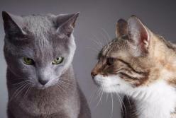 Разговор двух котов покорил Сеть (видео)