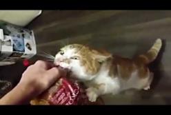 Боря! Отдай мне булку! 