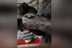 Шимпанзе демонстрирует изящные манеры во время десерта (видео)