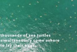 Морской биолог сняла огромнейшее скопление черепах (видео)