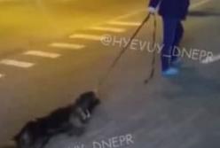 В Днепре женщина тянула по дороге мертвую собаку (видео)