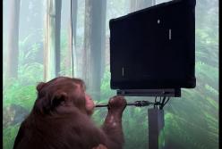 Чипированную обезьяну научили играть "силой мысли" (видео)