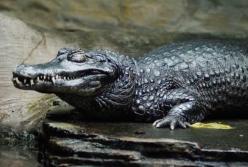 Ужасы Большой реки: смертельно опасные существа Амазонки (видео)