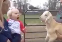 Ребенок и маленькая овечка бурно общаются на одном языке (видео)
