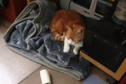 Чем закончилась попытка собаки согнать кошку со своей лежанки (видео)