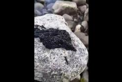 В сети показали загадочное черное существо (видео)