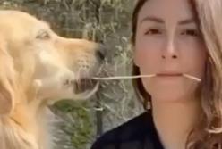 В сети смеются над ретривером, который присвоил порцию хозяйки (видео)