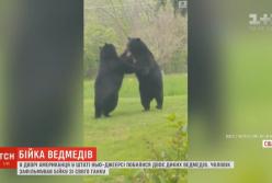 Два диких медведя устроили бойню во дворе американца (видео)