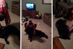 Собака притворяется мёртвой, чтобы не мыться (видео)