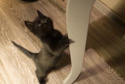 В Сети смеются над черным котенком, который очень похож на "вампиренка" (видео)