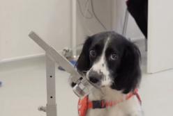 Собак научили определять малярию с высокой вероятностью (видео)