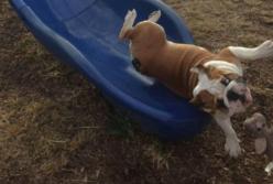 Бесстрашный пес с ужасом спустился с горки вслед за хозяйкой (видео)