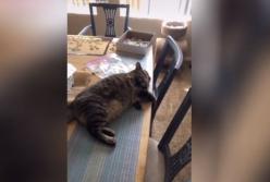 Ленивый кот победил страх перед водой (видео)