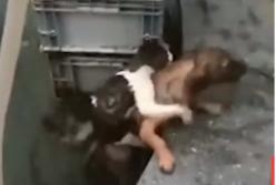Пес-герой спас кота из воды (видео)