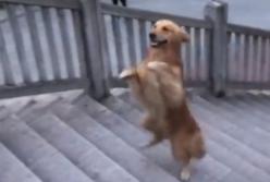 Талантливый пес на двух лапах забрался по ступенькам (видео)