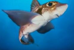 Микро-акула: удивительные животные, о которых никто раньше не знал (видео)